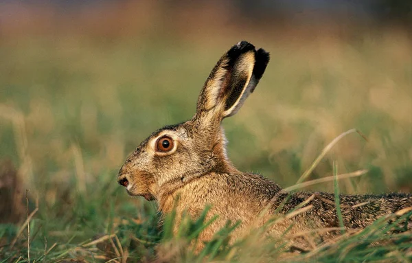 Lievre D 'Europe lepus europaeus Przewodniczący — Zdjęcie stockowe