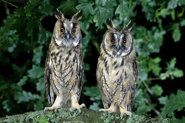 Hibou Moyen Duc asio otus — Foto de Stock