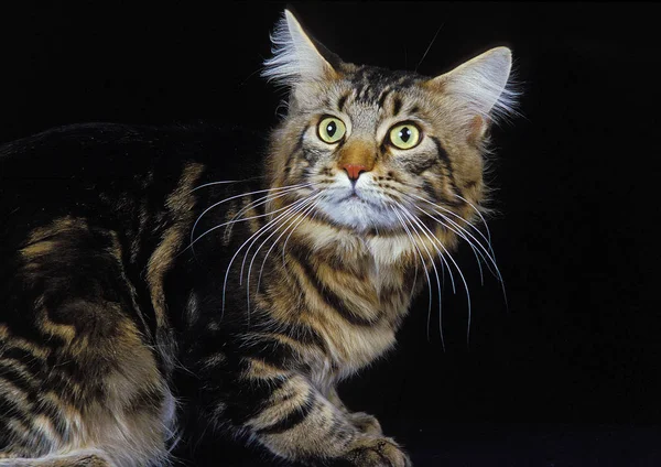 Maine Coon Brown Tabby — 图库照片