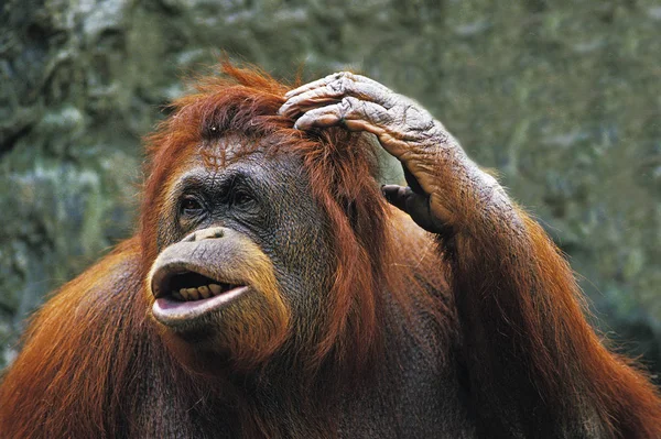 ORANG OUTAN pongo pygmaeus — Stock Photo, Image