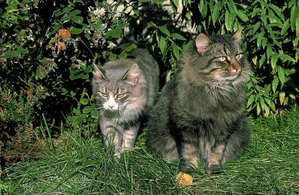 Skogkatt Przewodniczący — Zdjęcie stockowe