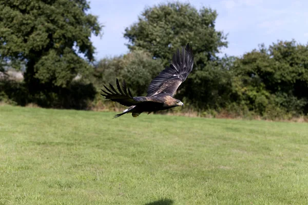 Aigle Royal aquila chrysaetos — Stockfoto