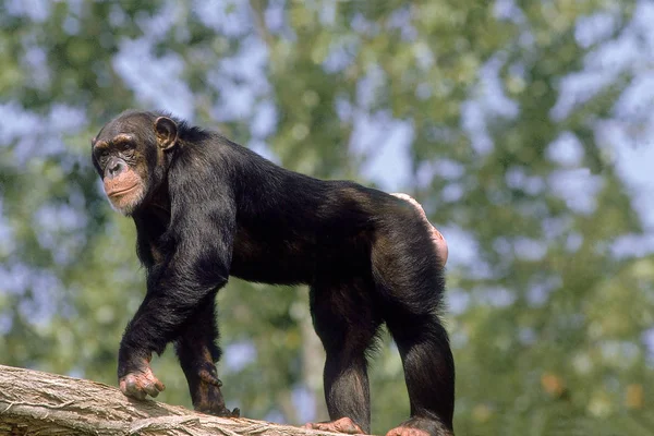 Chimpaniseer pan troglodieten — Stockfoto