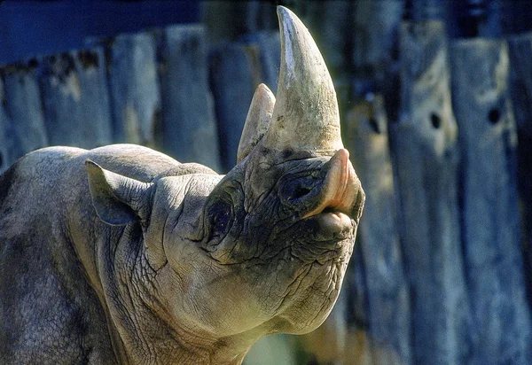 Rhinoceros Noir diceros bicornis — Fotografia de Stock