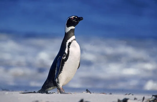 Manchot De Magellan esfeniscus magellanicus — Fotografia de Stock