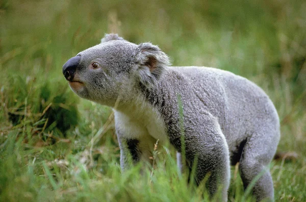 Koala phascolarctos cinereus — Fotografia de Stock