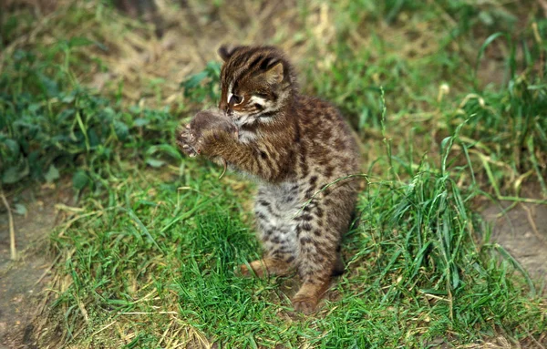 Csevegés Du Bengale prionailurus bengalensis — Stock Fotó