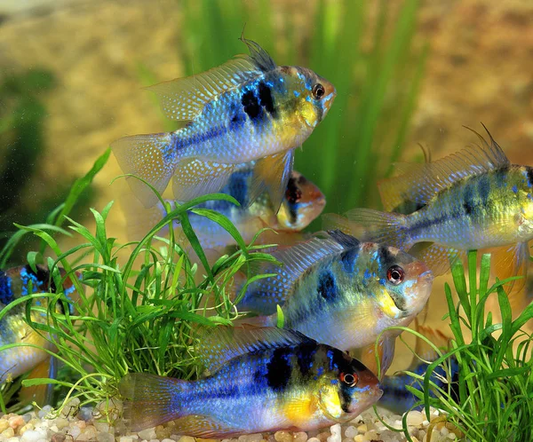 Ramirezi mikrogeophagus ramirezi — Stok fotoğraf