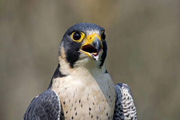 Faucon Pelerin falco peregrinus — Stock fotografie