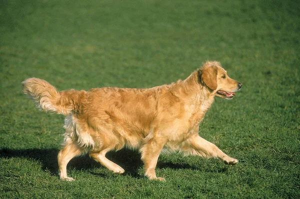 Golden Retriever — Stok fotoğraf