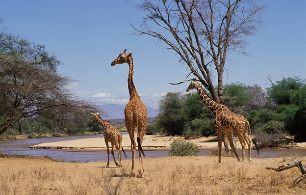 GIRAFE RETICULEE girafa camelopardalis reticulata — Fotografia de Stock