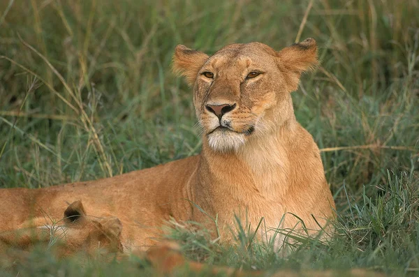 Oroszlán D 'Afrique panthera leo — Stock Fotó