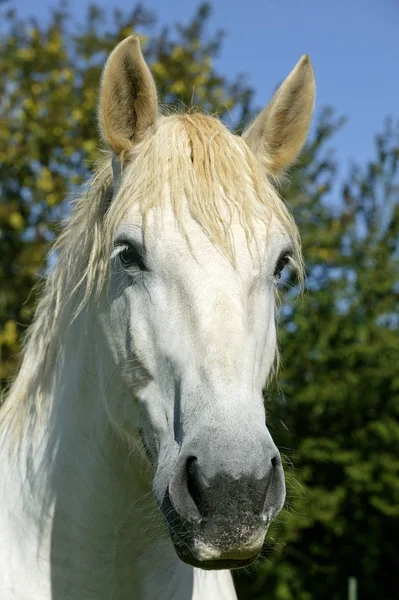 Percheron — Stockfoto