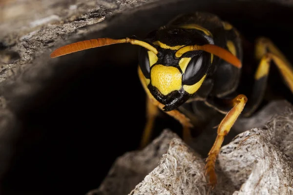 Guepe Commune vespula vulgaris — стокове фото