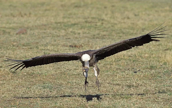 Vautour De Ruppell gyps rueppelli — Photo