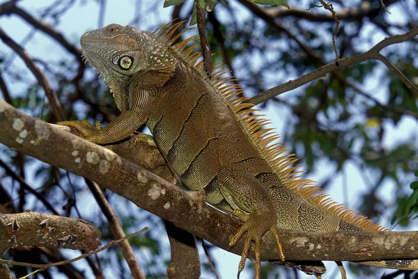 Iguane Vert iguana iguana — Zdjęcie stockowe