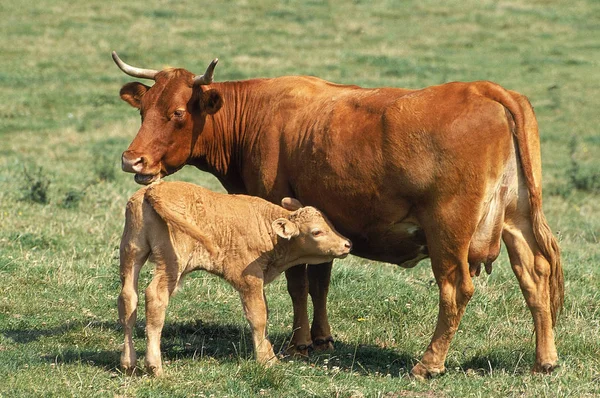 Limousin — Stock Fotó