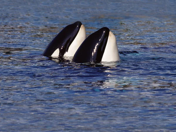 Orque Epaulard orcinus orca — Fotografia de Stock