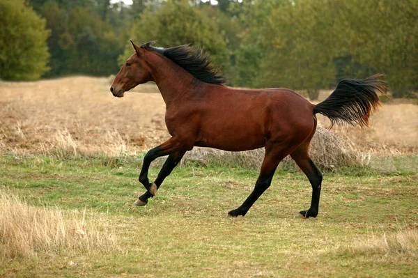 Lusitanien — Foto de Stock