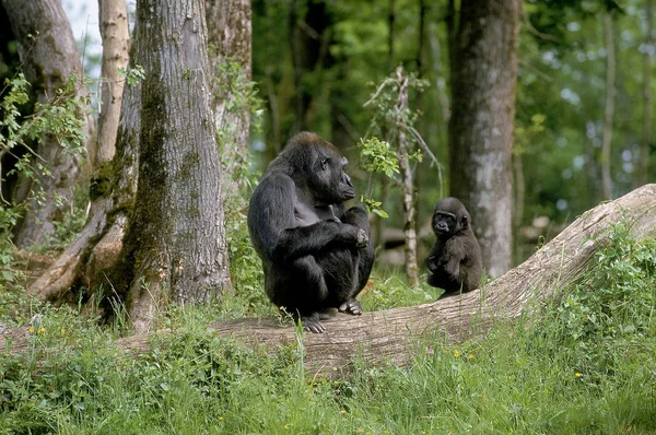 Gorille De Plaine gorilla graueri — Foto de Stock