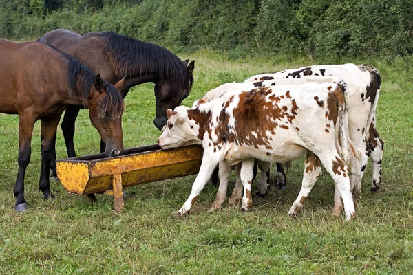 Vache Normande — 图库照片