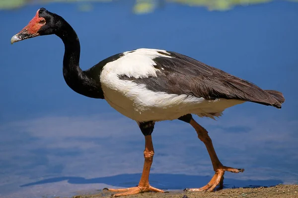 Oie Semi Palmee anseranas semipalmata — Stockfoto