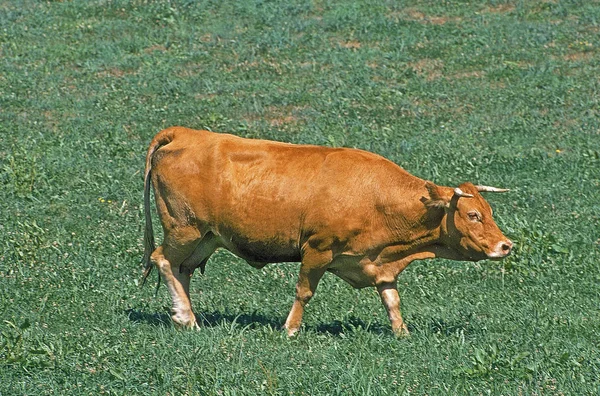 Limousin — Zdjęcie stockowe