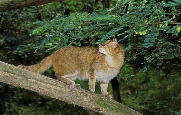 CHAT SAUVAGE D 'EUROPE felis silvestris — Fotografia de Stock