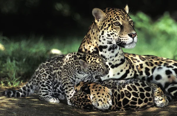 Onça-pintada panthera onca — Fotografia de Stock