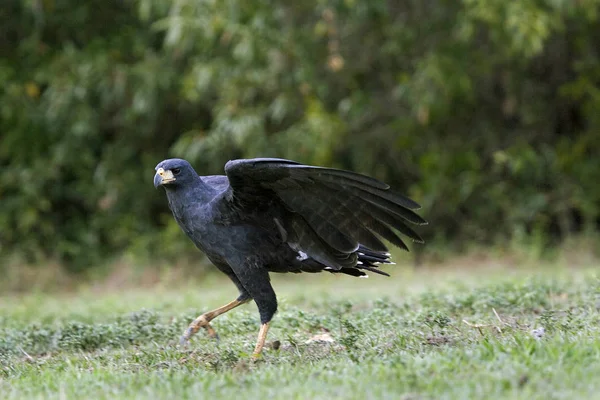 Urubu buteogallus urubitinga otobüsü — Stok fotoğraf