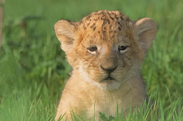 LION D'AFRIQUE panthera leo — Stock Photo, Image