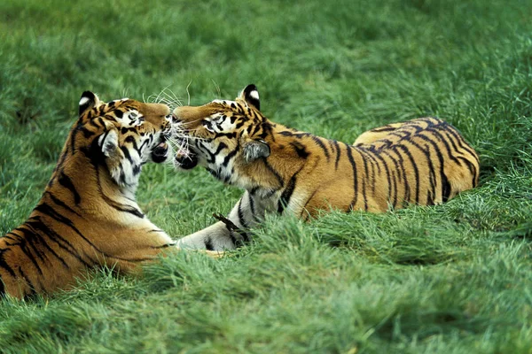 Tigre De Sibirie panthera tigris altaica — Stok fotoğraf