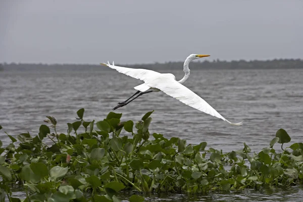 Grande Aigrette casmerodius albus — стокове фото