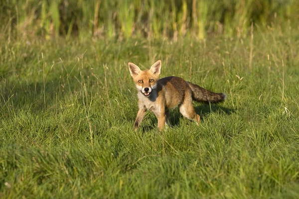 Renard Roux vulpes vulpes — Fotografia de Stock