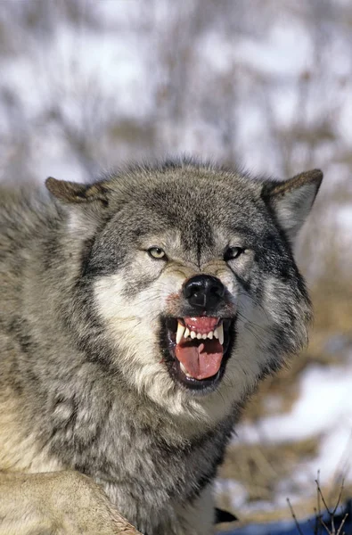 Loup Du Canada canis lupus occidentalis — Stockfoto