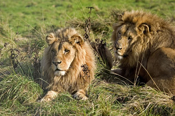 Lion De L 'Angola Panthera leo bleyenberghi