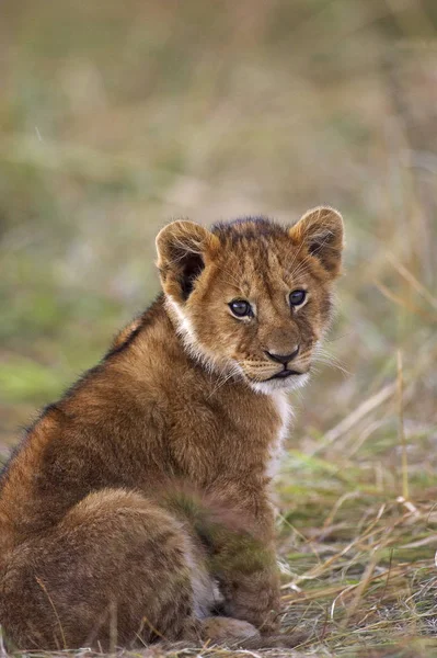 Lew D 'Afrique panthera leo — Zdjęcie stockowe