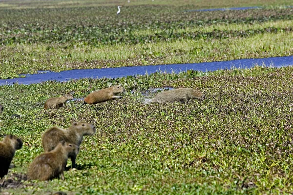 Cabiai hydrochoerus hydrochaeris — Stok fotoğraf