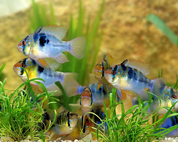 Ramirezi mikrogeophagus ramirezi — Stok fotoğraf