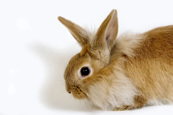 Lapin Nain Ordförande — Stockfoto