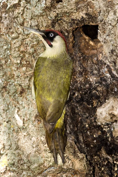 PIC VERT picus viridis — Stock Photo, Image