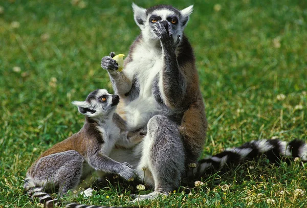 MAKI CATTA lemur catta — Stock Photo, Image