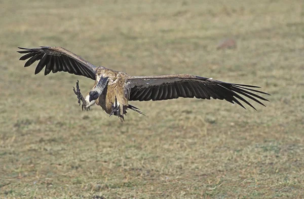 Vautour Africain A Dos Blanc gyps africanus — стокове фото