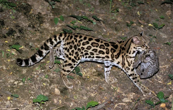 Margay leopardus wiedi — Stock Fotó