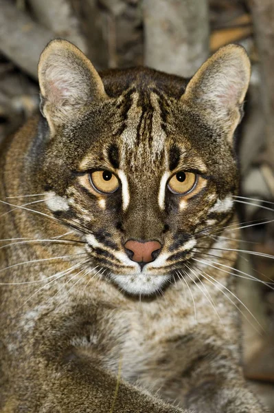 Chat Dore D 'Asie catopuma temmincki — Stock fotografie