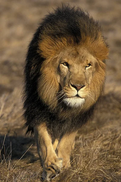 LION D'AFRIQUE panthera leo — Stock Photo, Image