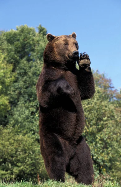 O nosso BRUN ursus arctos — Fotografia de Stock