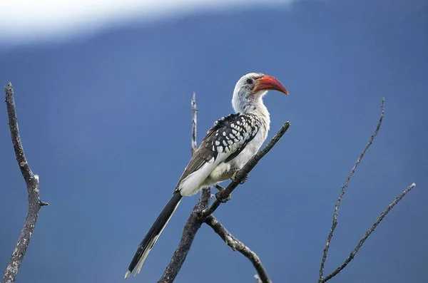 Calao A Bec Rouge tockus erythrorhynchus — стокове фото