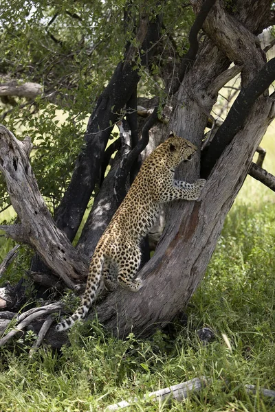 Panthere leopárdpárduc pardus — Stock Fotó