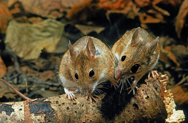 Mulot A Collier Roux apodemus flavicollis — Foto de Stock